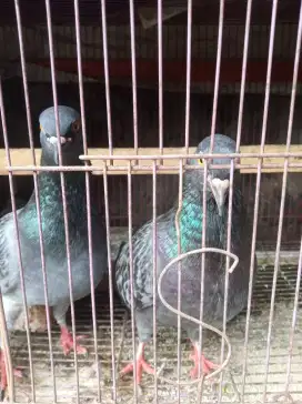 Burung dara + piyik 1