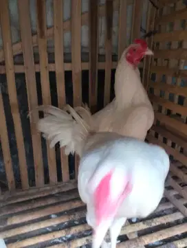 Ayam Putih Polos