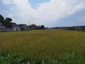 Jepara Jual Lahan Tanah Sawah Strategis