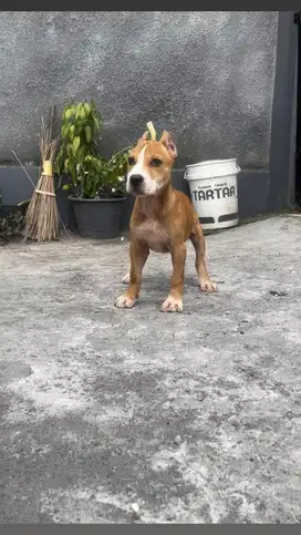 Pitbull betina 2 bulan