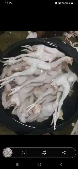 Ayam kampung fresh