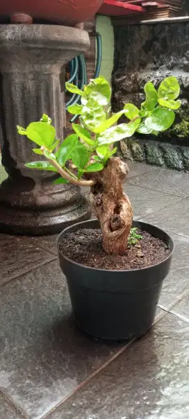 Bonsai wahong laut