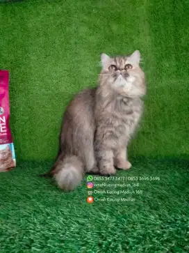 Kucing Persia Peaknose 11-12 bln