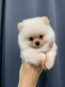 Jual minipom jantan putih murah