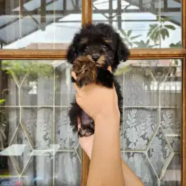 BLACK TAN POODLE JANTAN LUCU PHANTOM