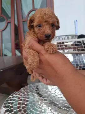 Dijual anakan anjing ras kecil