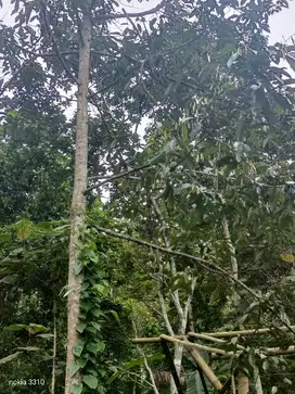 Kebun Durian, Kopi, Waru Tajinan Malang