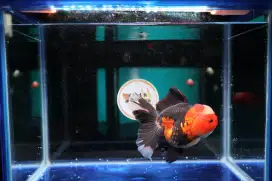 Ikan Mas Koki Oranda Rose Tail Size 14 cm