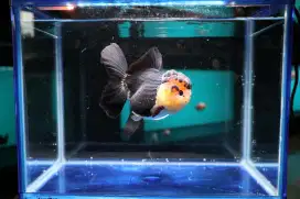 Ikan Mas Koki Oranda Rose Tail Size 15 cm