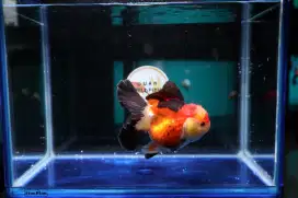 Ikan Mas Koki Oranda Rose Tail Size 14 cm