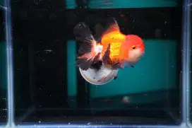 Ikan Mas Koki Oranda Rose Tail Size 14 cm