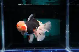 Ikan Mas Koki Oranda Rose Tail Size 16 cm