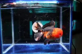 Ikan Mas Koki Oranda Rose Tail 3 Colour Size 16 cm