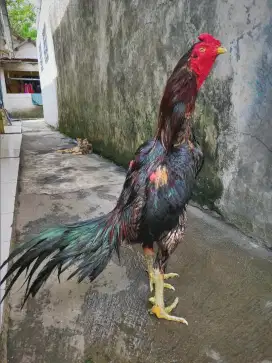 Ayam bangkok laga