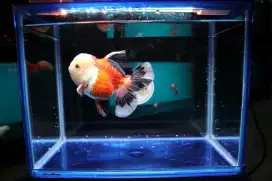 Ikan Mas Koki Oranda Rose Tail Size 14,5 cm