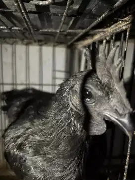 Jual ayam cemani lidah hitam asli ayam hias indonesia langka murah aja