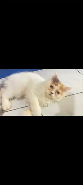 Open adopsi kucing Persia flatnose Persia Calico betina