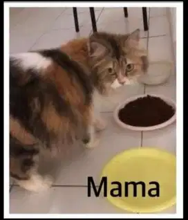 Kucing Persia Calico Betina