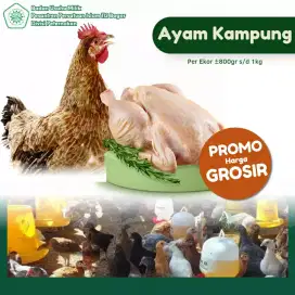 Ayam Kampung Hidup/Potong