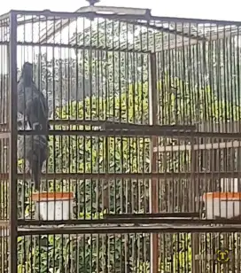 Burung Perkutut Sepasang