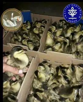 Dod Bebek Mojosari Petelur