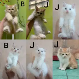 Kucing Anggora Persia Medan