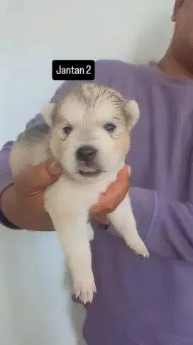 Husky x Labrador