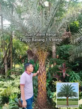 Palem Kenari Tinggi Batang 1 - 1,5 Meter