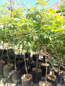 Lengkeng  All Varian Tinggi 1,5 Meter Batang Besar
