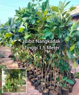 Nangkadak Bibit Okulasi Tinggi 1,5 Meter