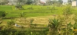 DİJUAL TANAH SAWAH LUAS DEKAT RAYA DUNGUS