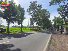 TANAH MURAH TEPI JL. SRONO - BANYUWANGI