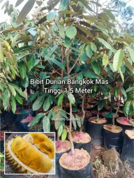 Durian Bangkok Mas Tinggi 1,5 Meter