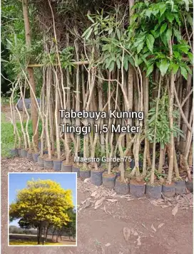Tabebuya Kuning Tinggi 1,5 Meter