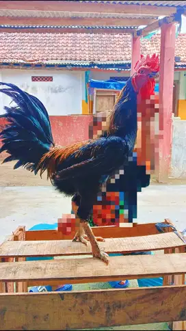 AYAM PAMANGON IQ ORI BANGKOK