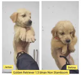 Golden Retriever Jantan Betina Non Stamboom