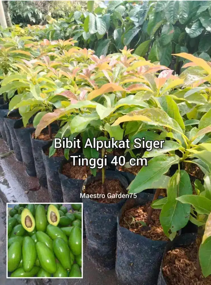 Alpukat Siger  Bibit Sambung Pucuk Tinggi 40 cm