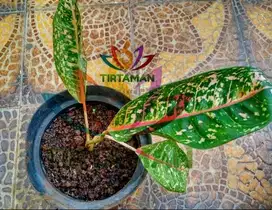 Tanaman Hias Aglonema Dona Carmen / Aglaonema Donacarmen Sri Rezeki