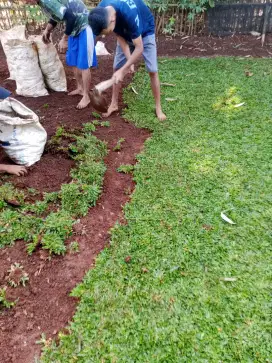 Rumput gajah mini plus pasang Depok