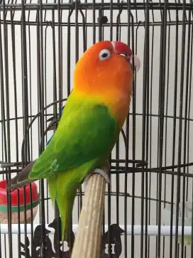 Lovebird betina cantik biola ewing green pedes