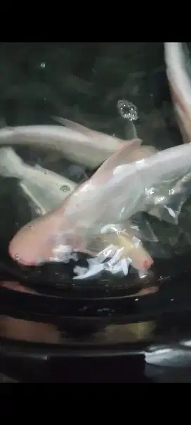 Ikan patin albino