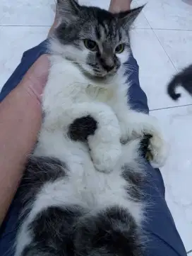 Kucing pejantan tangguh(B) Persia usia 8 bulan