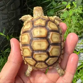 SULCATA 7 CM MOTIF PILIHAN LOKASI BSD