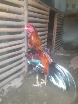 Jual ayam bangkok ternakan sendiri