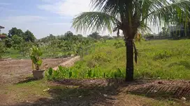 Tanah Kebun Subur Di Batu Hulung Margajaya Bogor Barat Kota Bogor