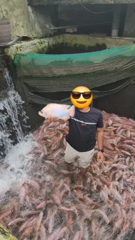 Ikan nila merah bangkok konsumsi dan bibit nila merah super