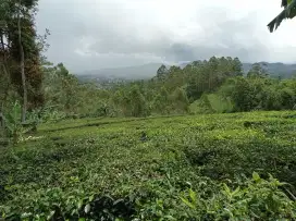 Jual Kebun teh di Ciwidey dg view indah