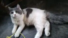 Anakan kucing Persia jantan