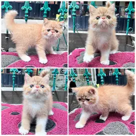 Kucing exotic peaknose