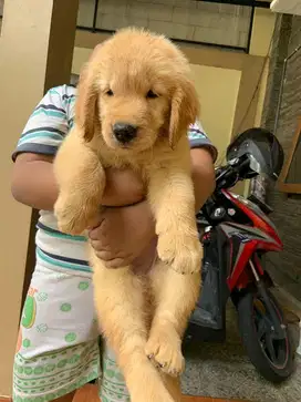 Golden retriever jumbo size betina puppy